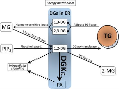 Diacylglycerol Kinase ε in Adipose Tissues: A Crosstalk Between Signal Transduction and Energy Metabolism